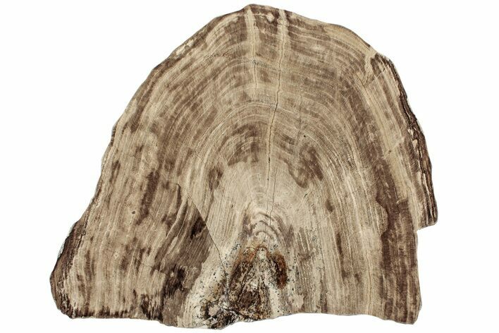 Polished Oligocene Petrified Wood (Pinus) - Australia #221128